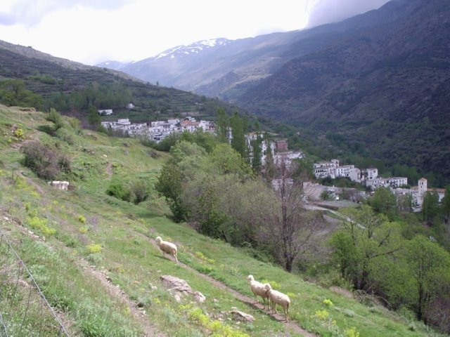 P5280070 Wandeling Trevelez  naar Portgos